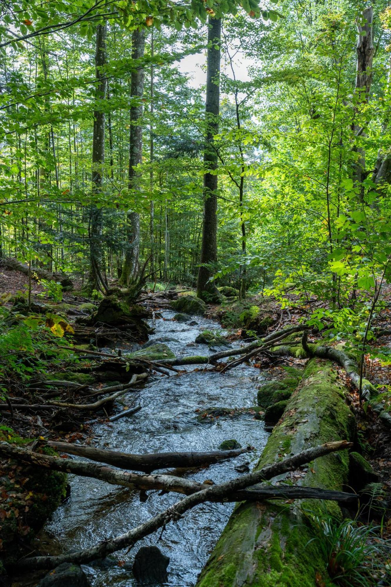 Grosser Arber, Wandern & Sauna, Gemuetliches Apartment Im Nationalpark Bayerischen Wald Линдберг Экстерьер фото